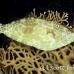 filefish_scrawled_sjc_si_h_0298_egy1949.jpg
